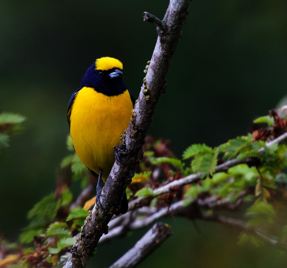 Trinidad Euphonia - David Ascanio