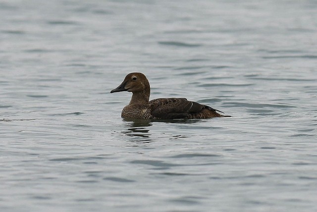 King Eider - Mike Charest