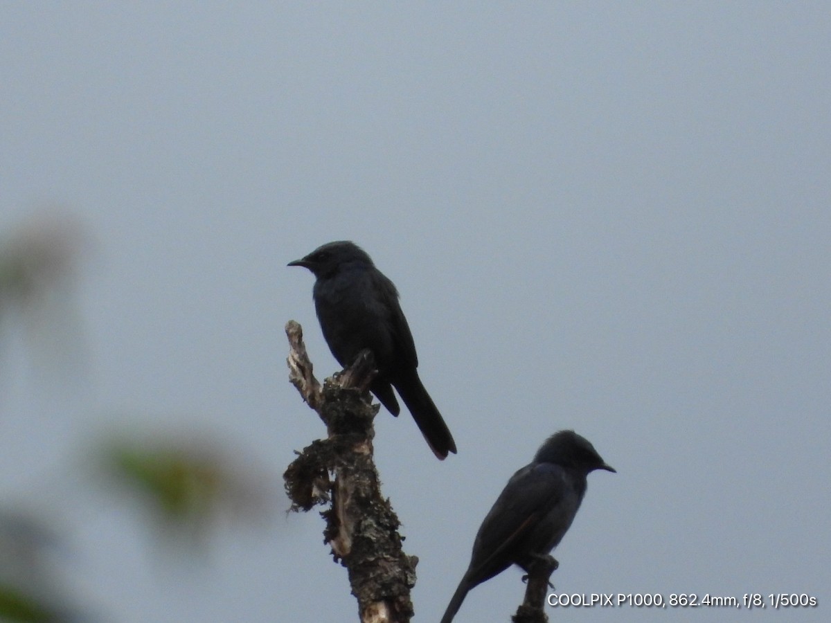 Stuhlmann's Starling - Victor Ikawa