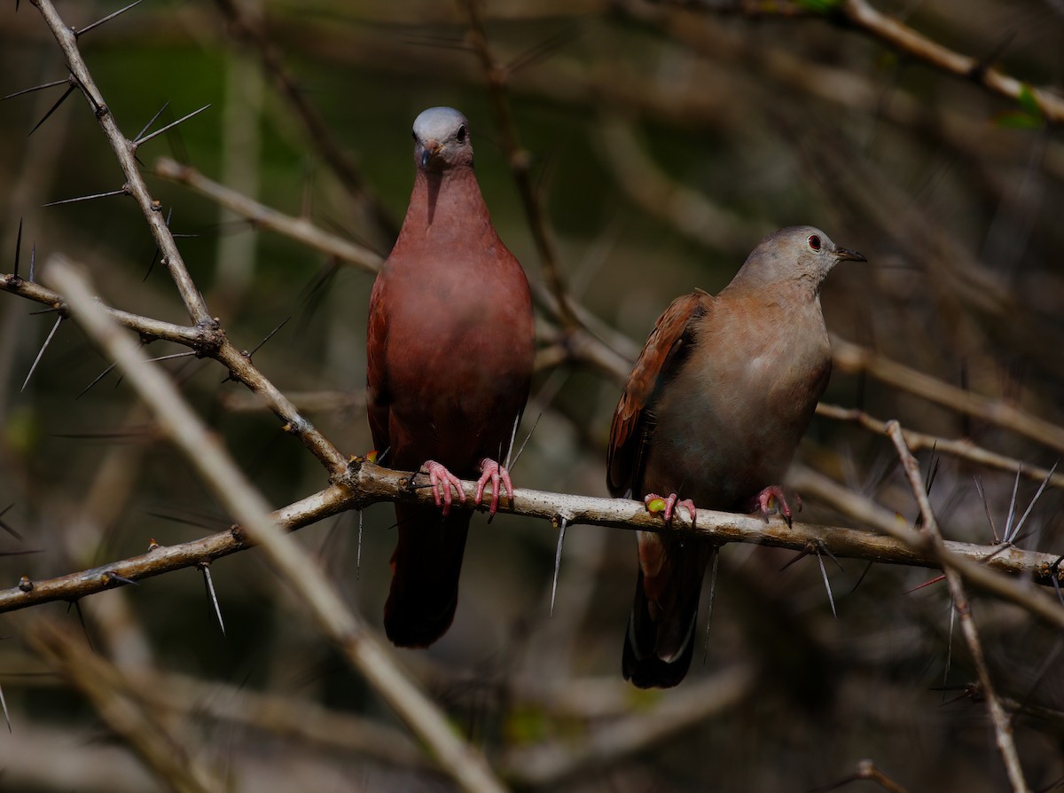 Ruddy Ground Dove - ML417591691