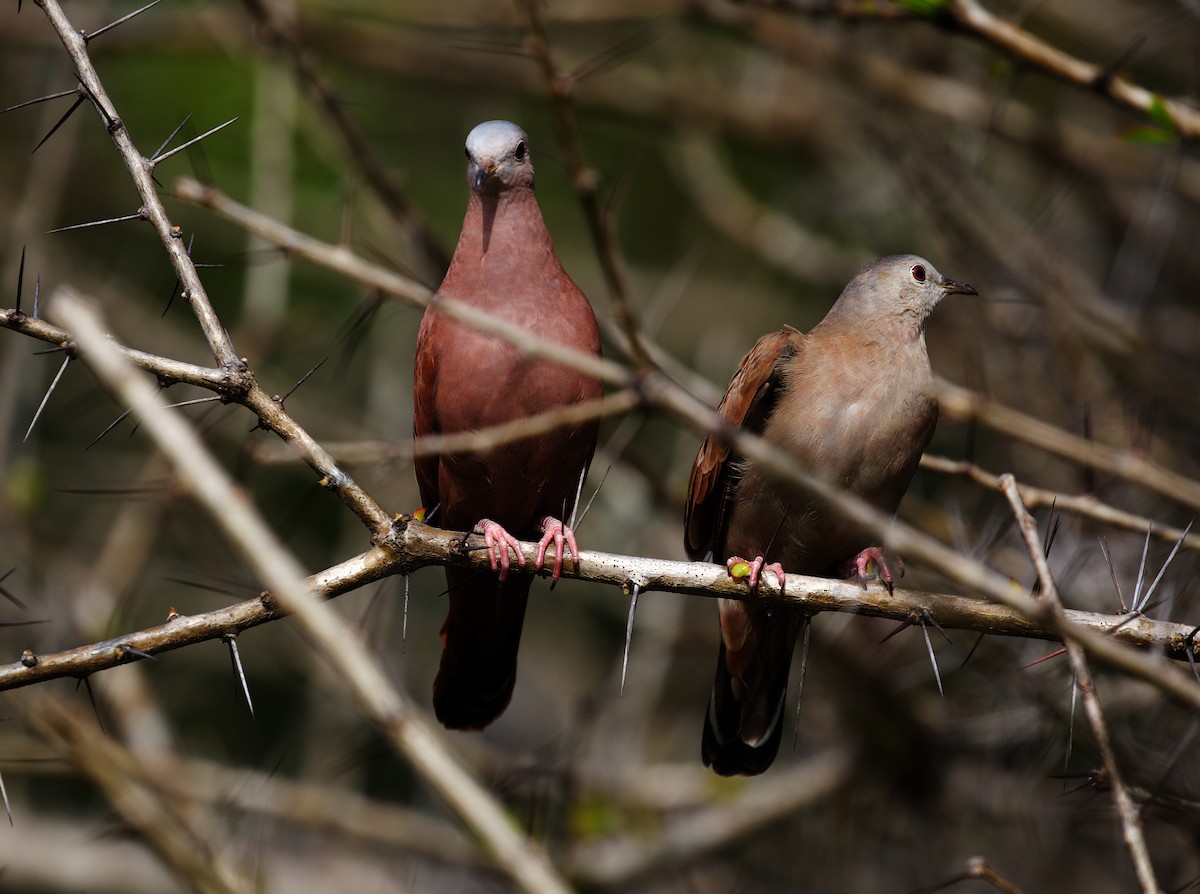 Ruddy Ground Dove - ML417591701