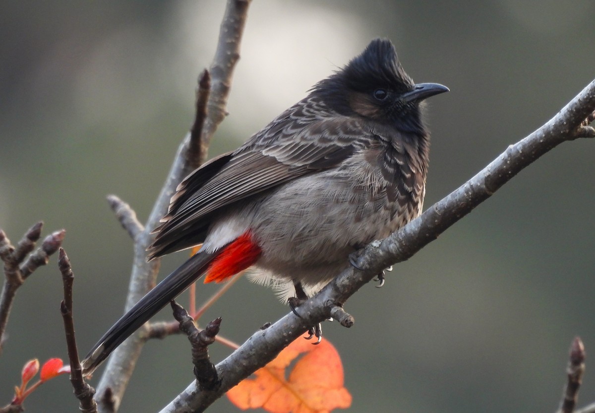 Red-vented Bulbul - ML417592211