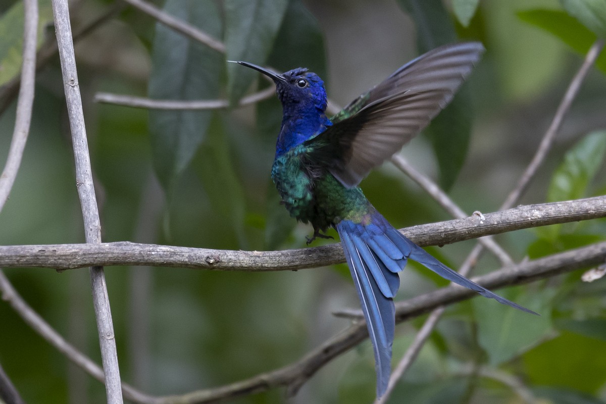 Swallow-tailed Hummingbird - Fernando Calmon