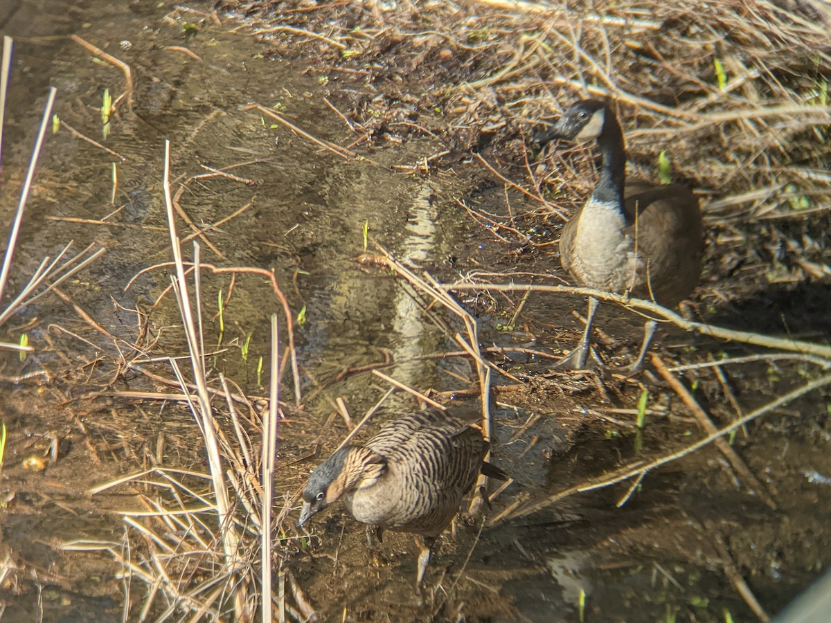 Гавайская казарка - ML417597631