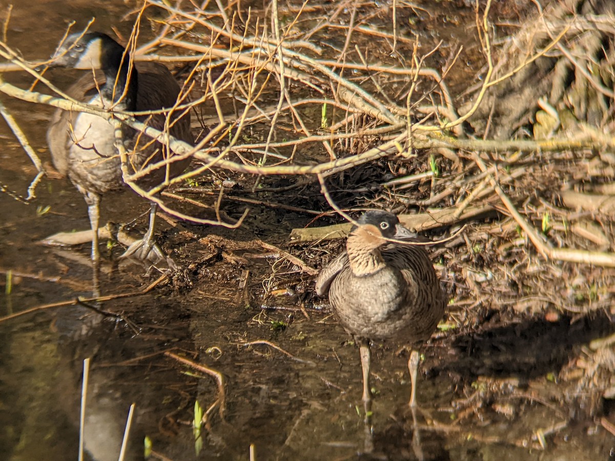 Гавайская казарка - ML417597651