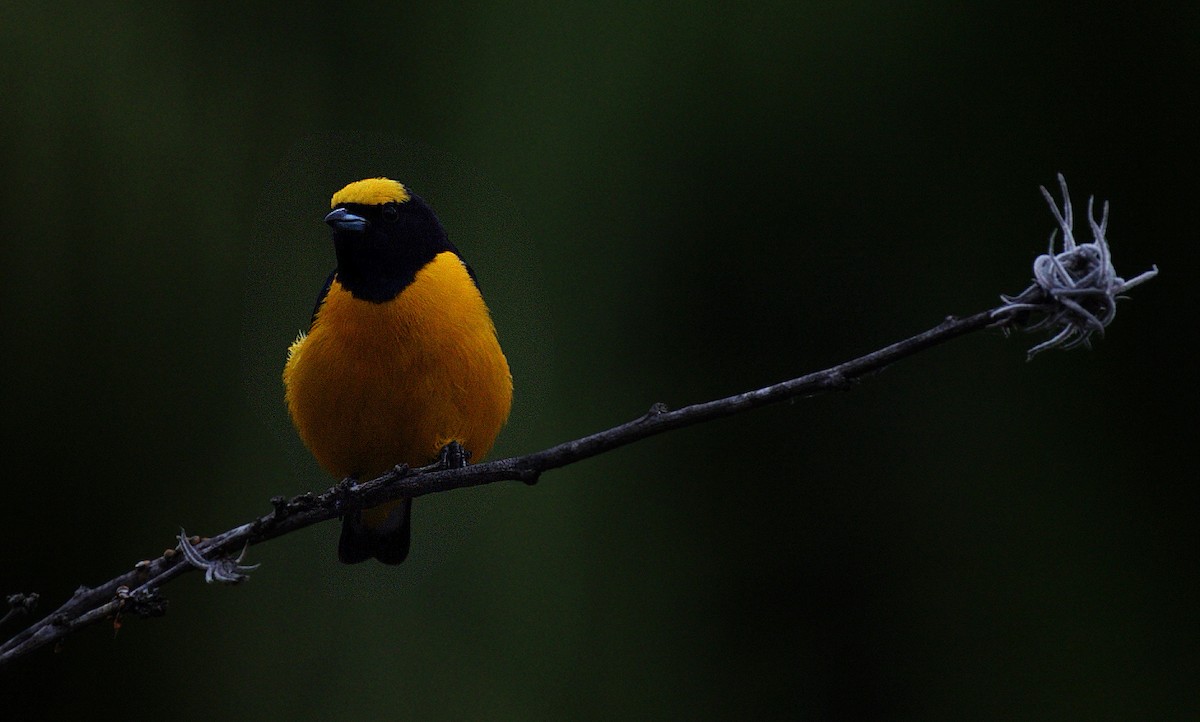 Trinidad Euphonia - ML417598181