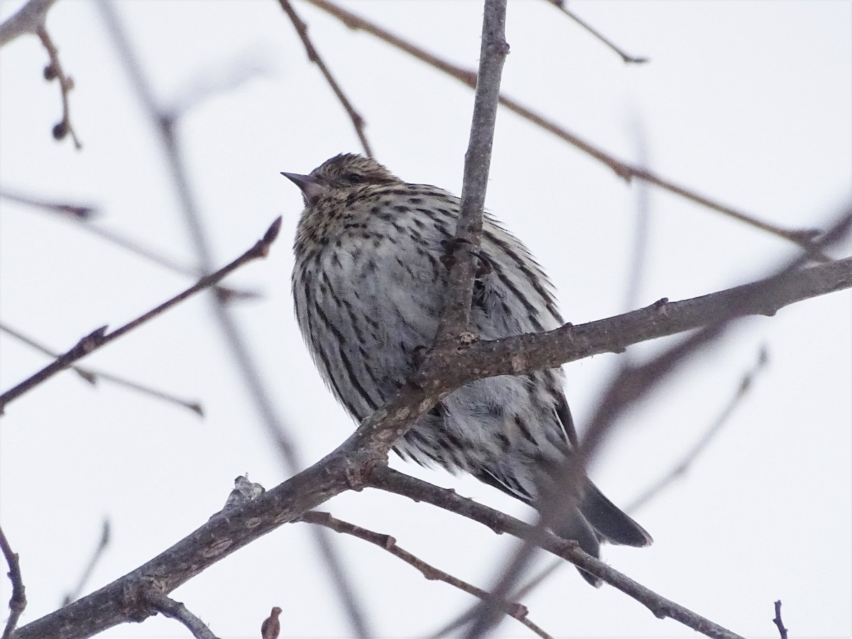 Pine Siskin - ML417598271