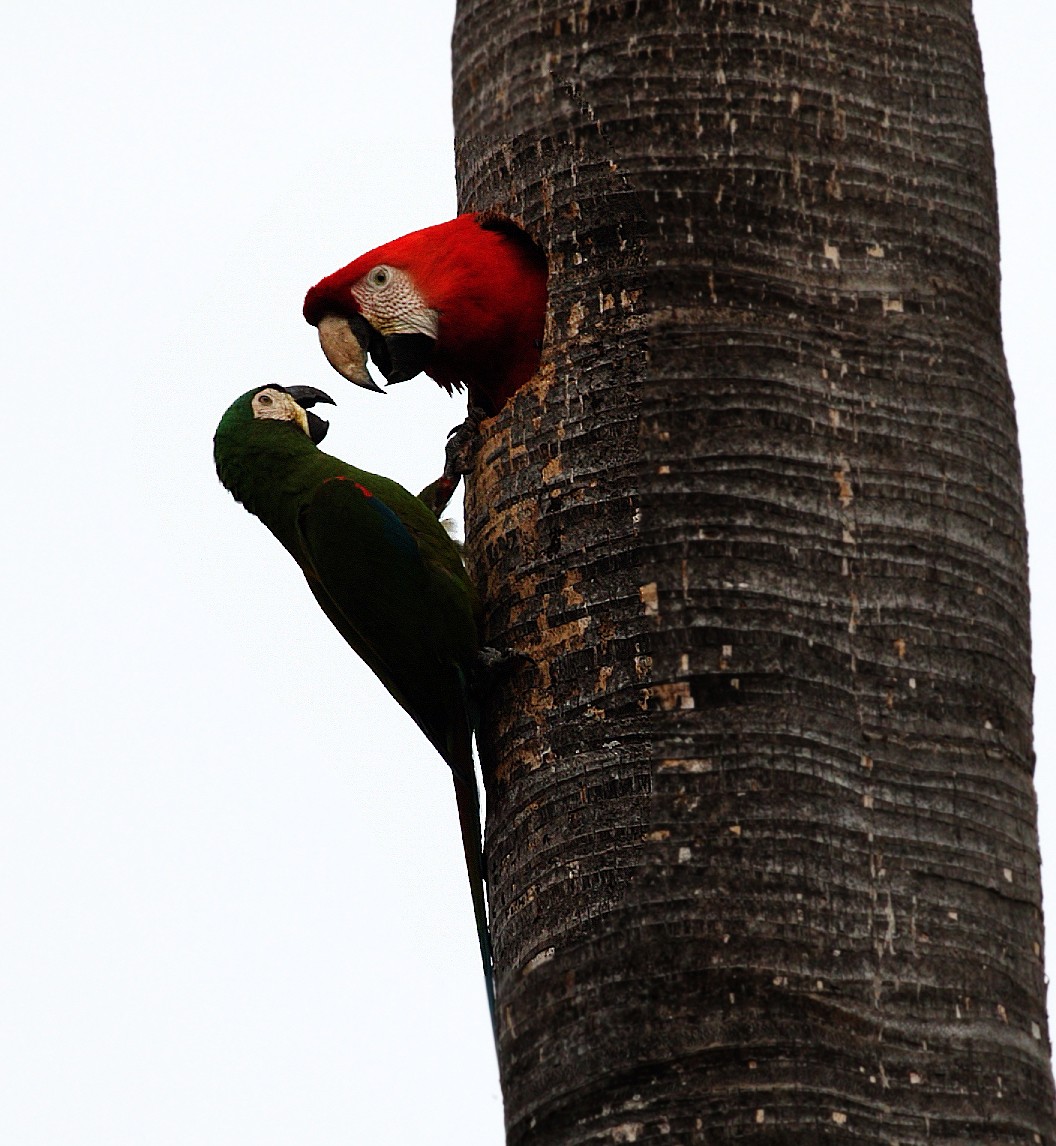 Scarlet Macaw - ML417598331