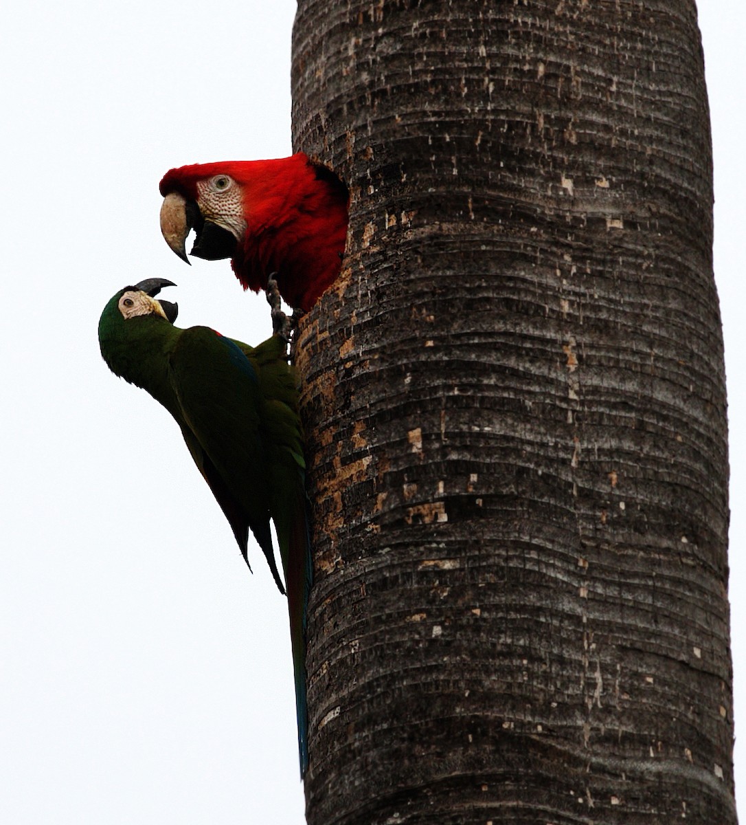 Scarlet Macaw - ML417598341