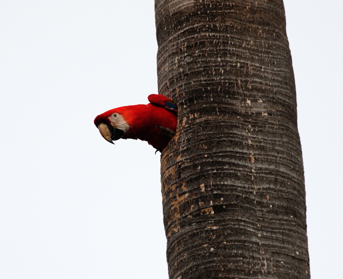 Scarlet Macaw - ML417598351