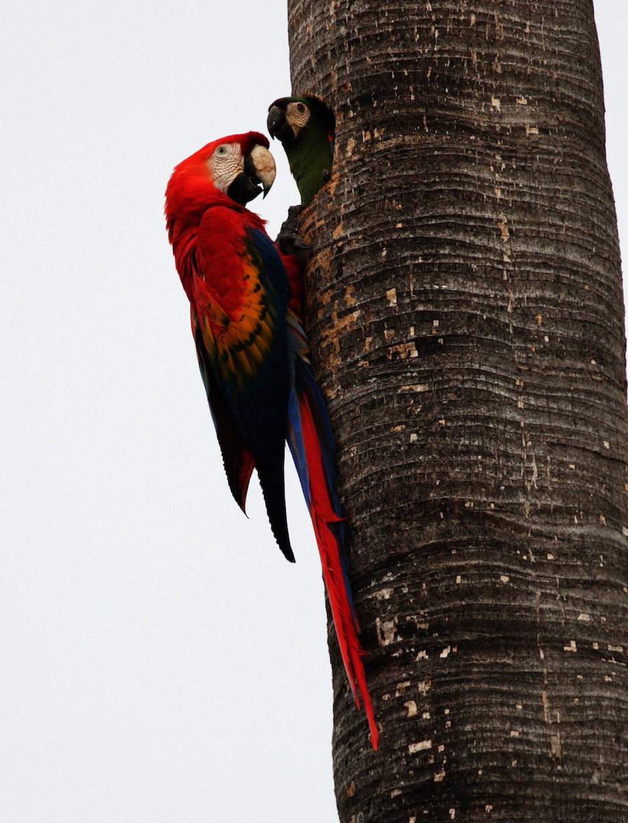 Scarlet Macaw - ML417598361