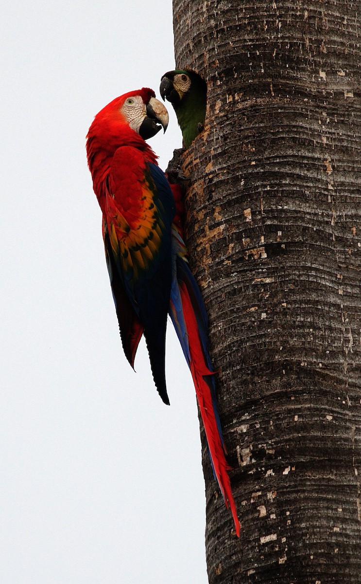 Scarlet Macaw - ML417598371