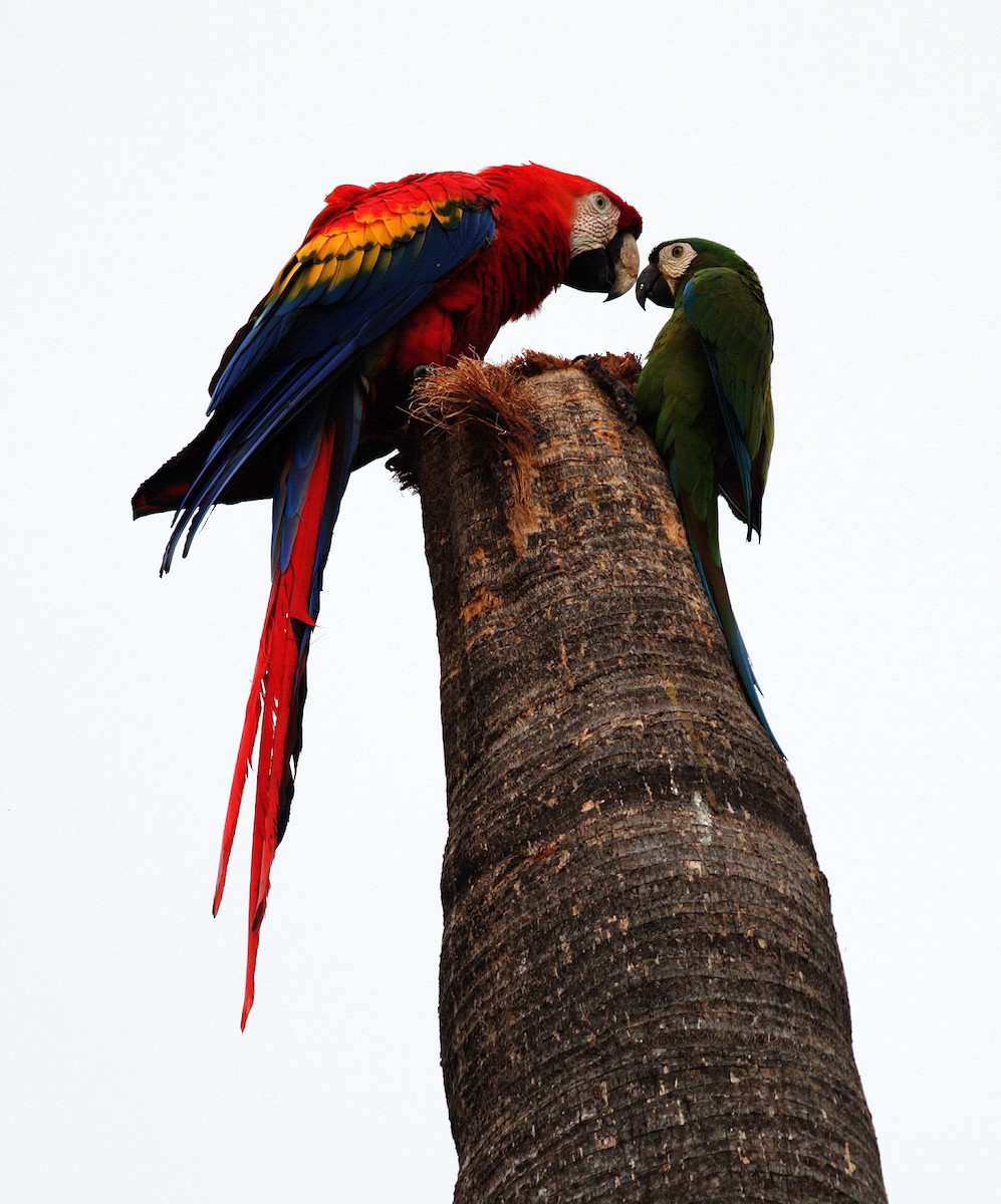 Scarlet Macaw - ML417598391