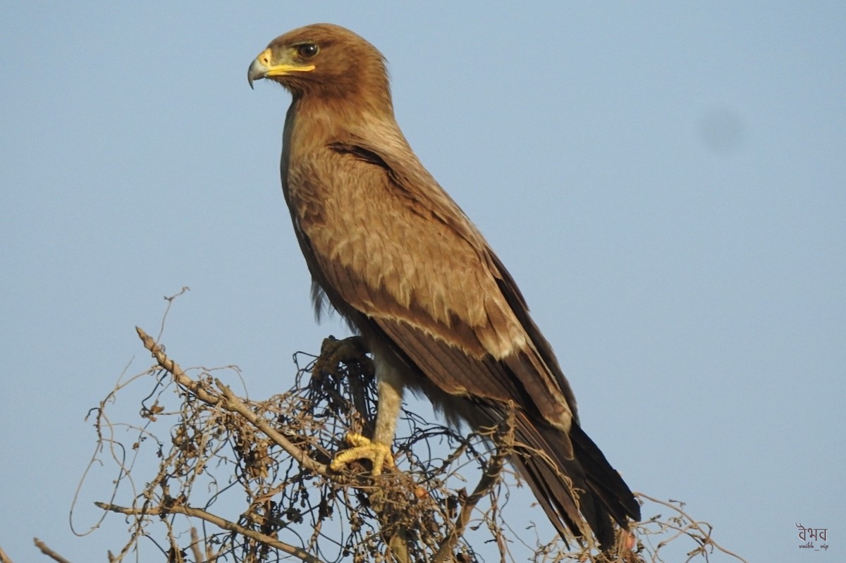 Indian Spotted Eagle - Vaibhav PatiL