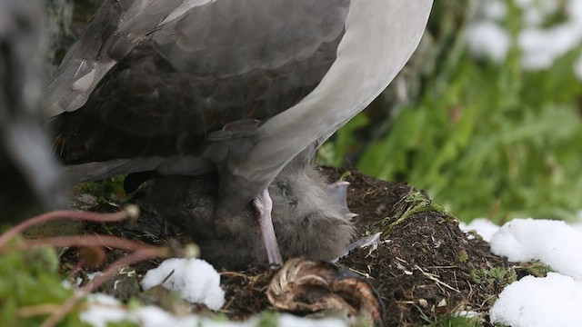 Light-mantled Albatross - ML417601701