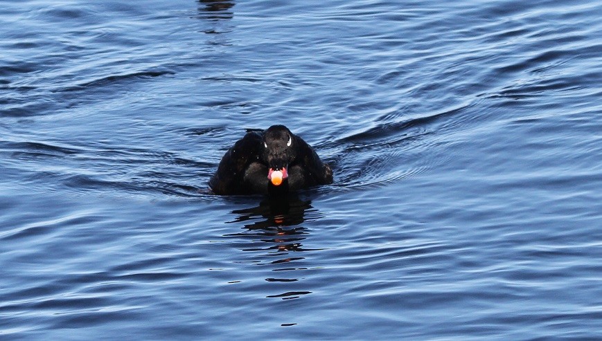 White-winged Scoter - David Wheeler