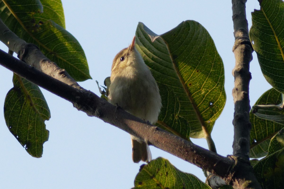 Greenish Warbler - Able Lawrence