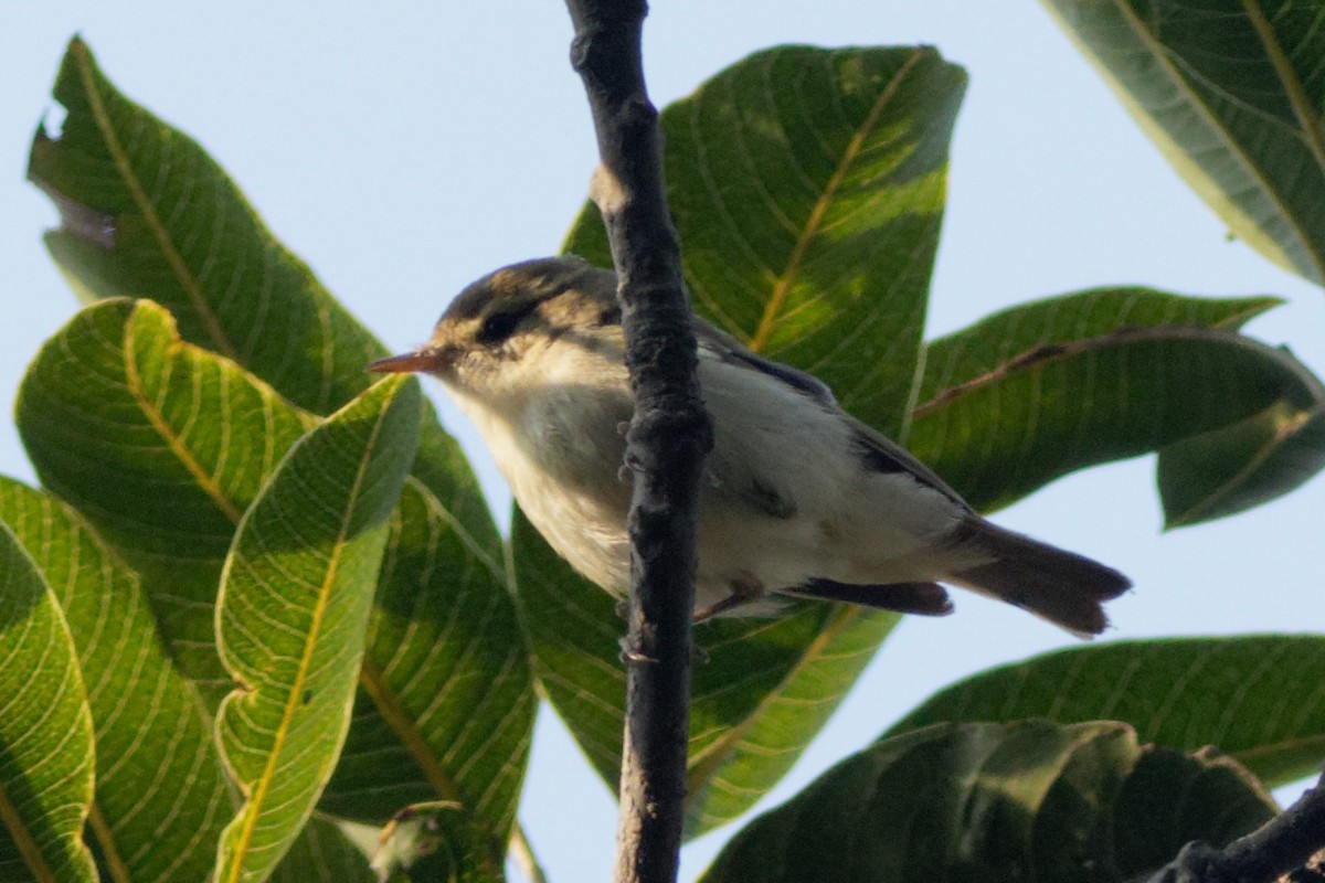 Greenish Warbler - ML417601801