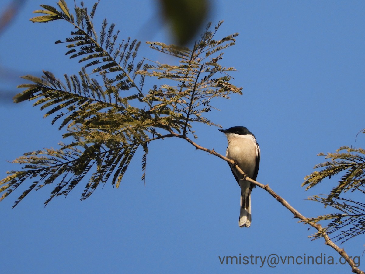 Bar-winged Flycatcher-shrike - Vishal Mistry