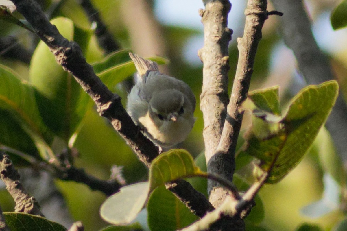Greenish Warbler - Able Lawrence