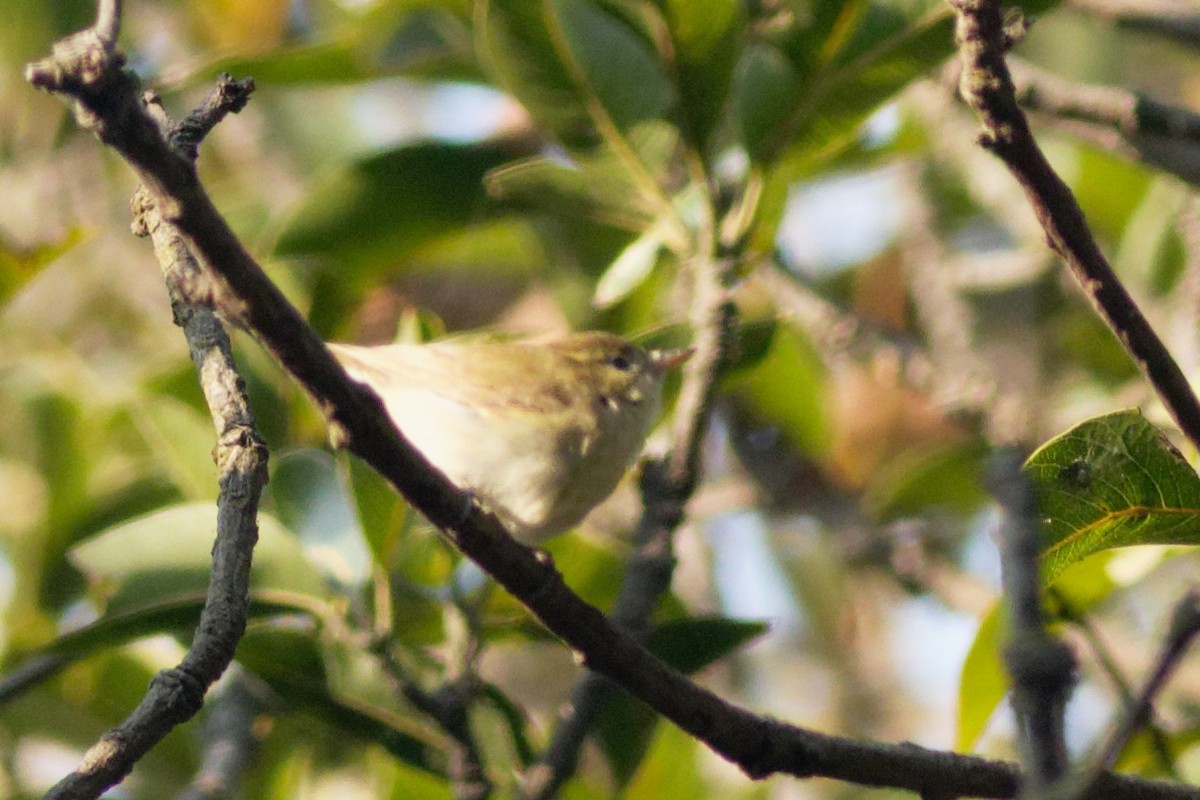 Greenish Warbler - ML417602951