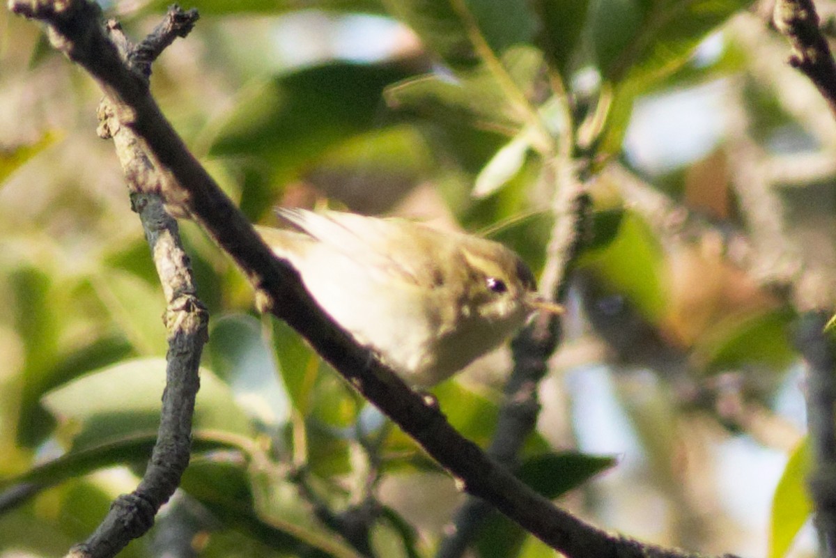 Greenish Warbler - Able Lawrence