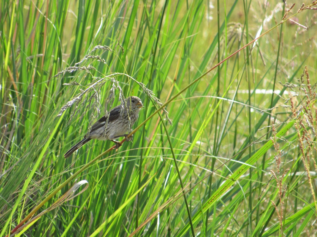 Band-tailed Seedeater - ML417603931