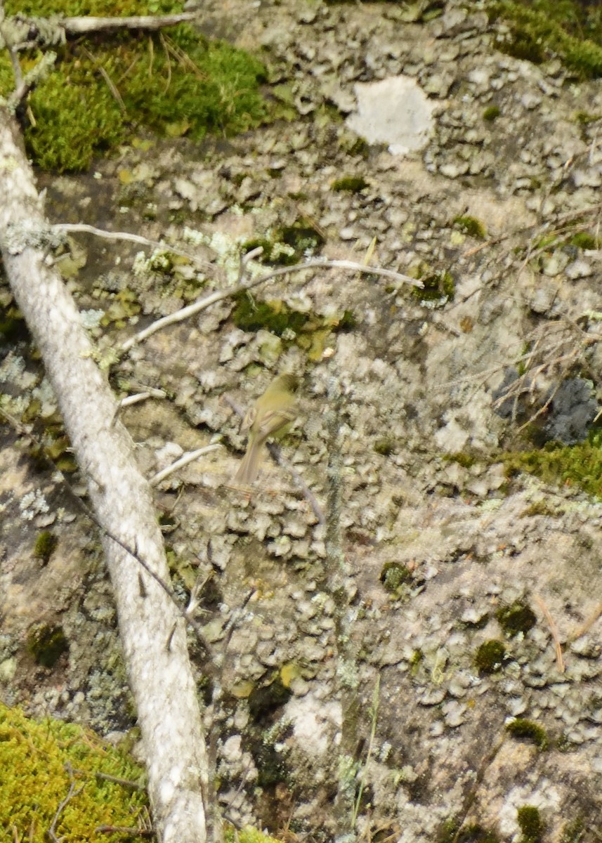 Batı Amerika Sinekkapanı (occidentalis/hellmayri) - ML41760411