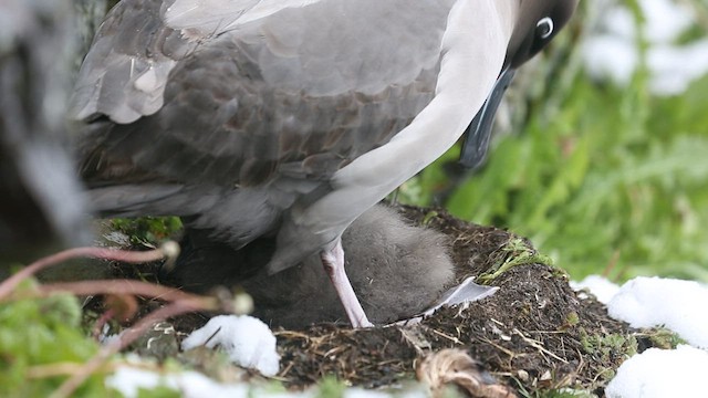 Light-mantled Albatross - ML417604131