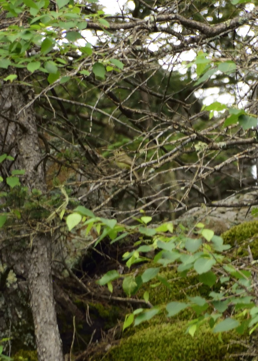 Batı Amerika Sinekkapanı (occidentalis/hellmayri) - ML41760431