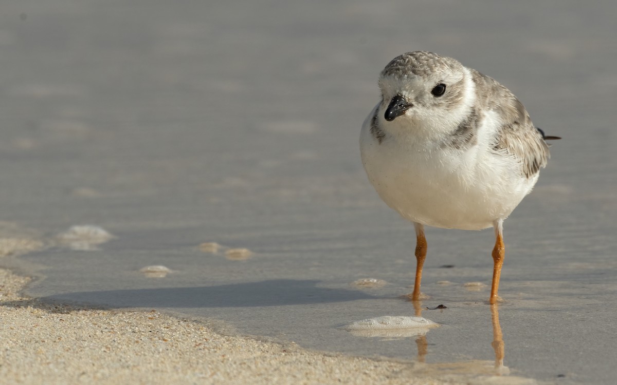 Piping Plover - ML417605001
