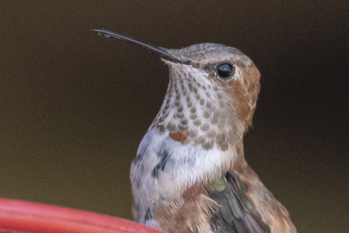 Colibrí Rufo - ML417606301