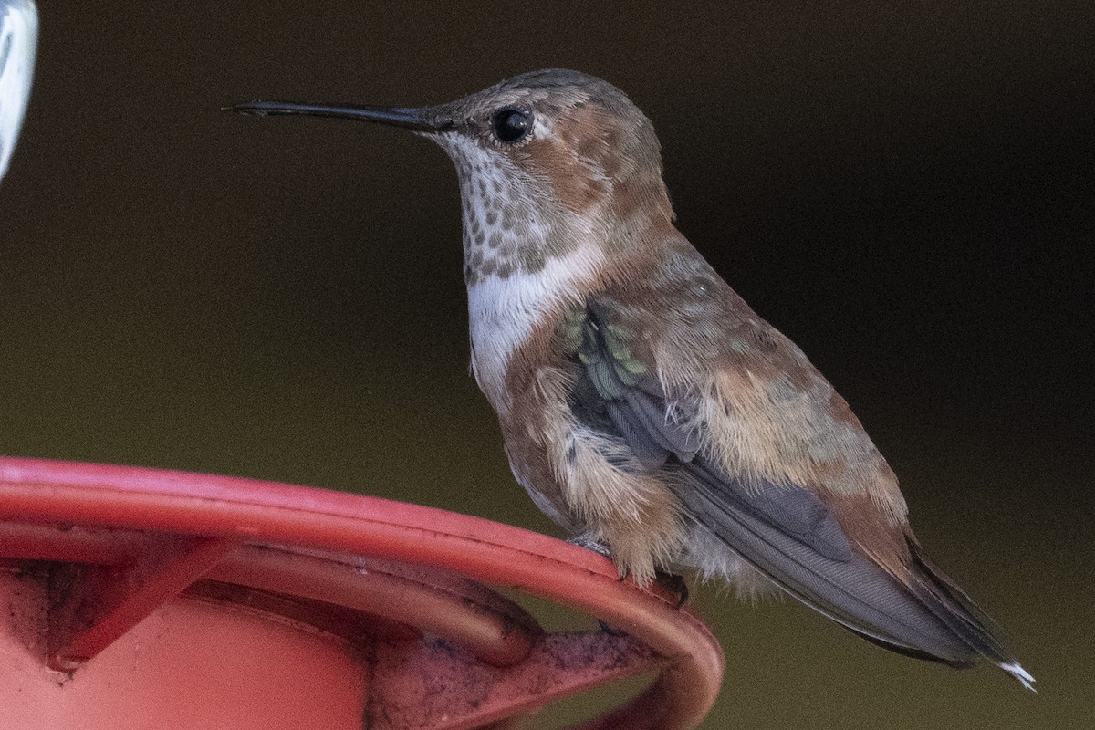 Rufous Hummingbird - Karen Hart