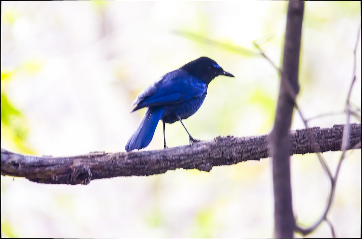 Малабарская синяя птица - ML417607311