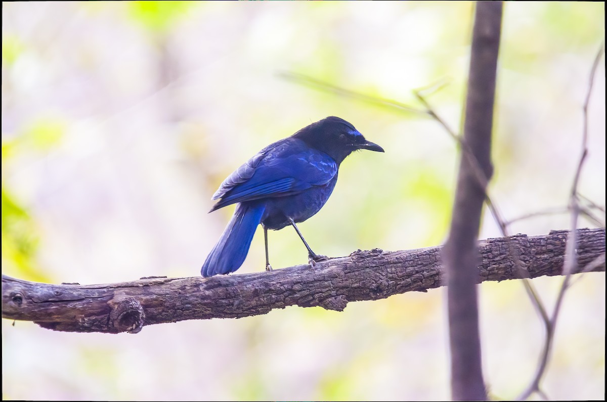 Малабарская синяя птица - ML417607361