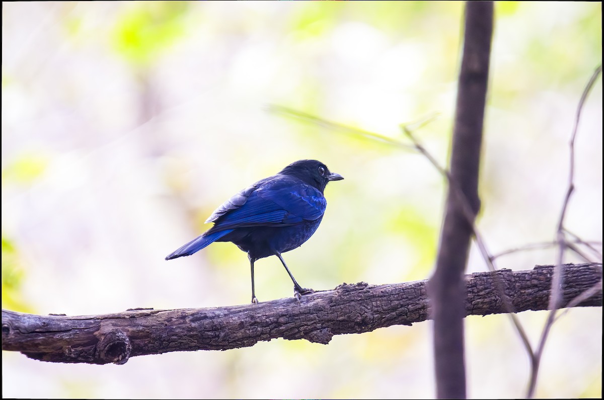 Малабарская синяя птица - ML417607551