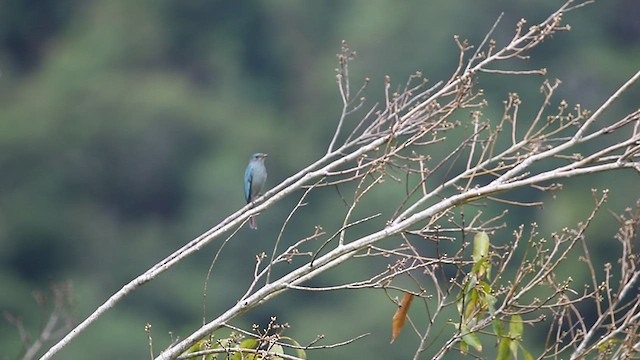 Verditer Flycatcher - ML417608061