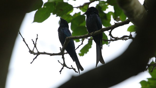 Bronzed Drongo - ML417608161