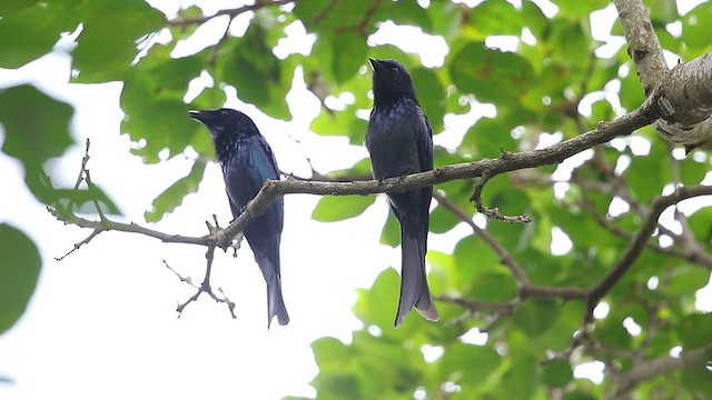 Drongo Bronceado - ML417608281