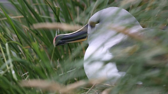 albatros šedohlavý - ML417609301