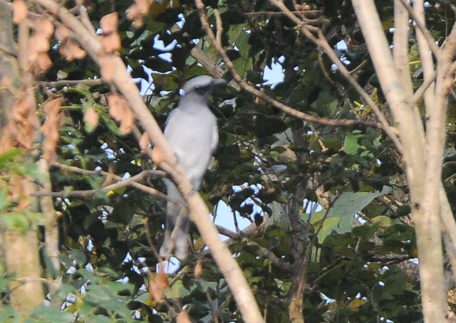 Large Cuckooshrike - ML417611271