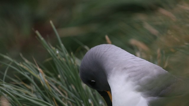 albatros šedohlavý - ML417611681