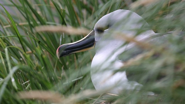 albatros šedohlavý - ML417611771