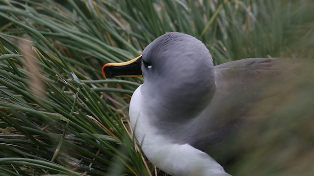 albatros šedohlavý - ML417611901