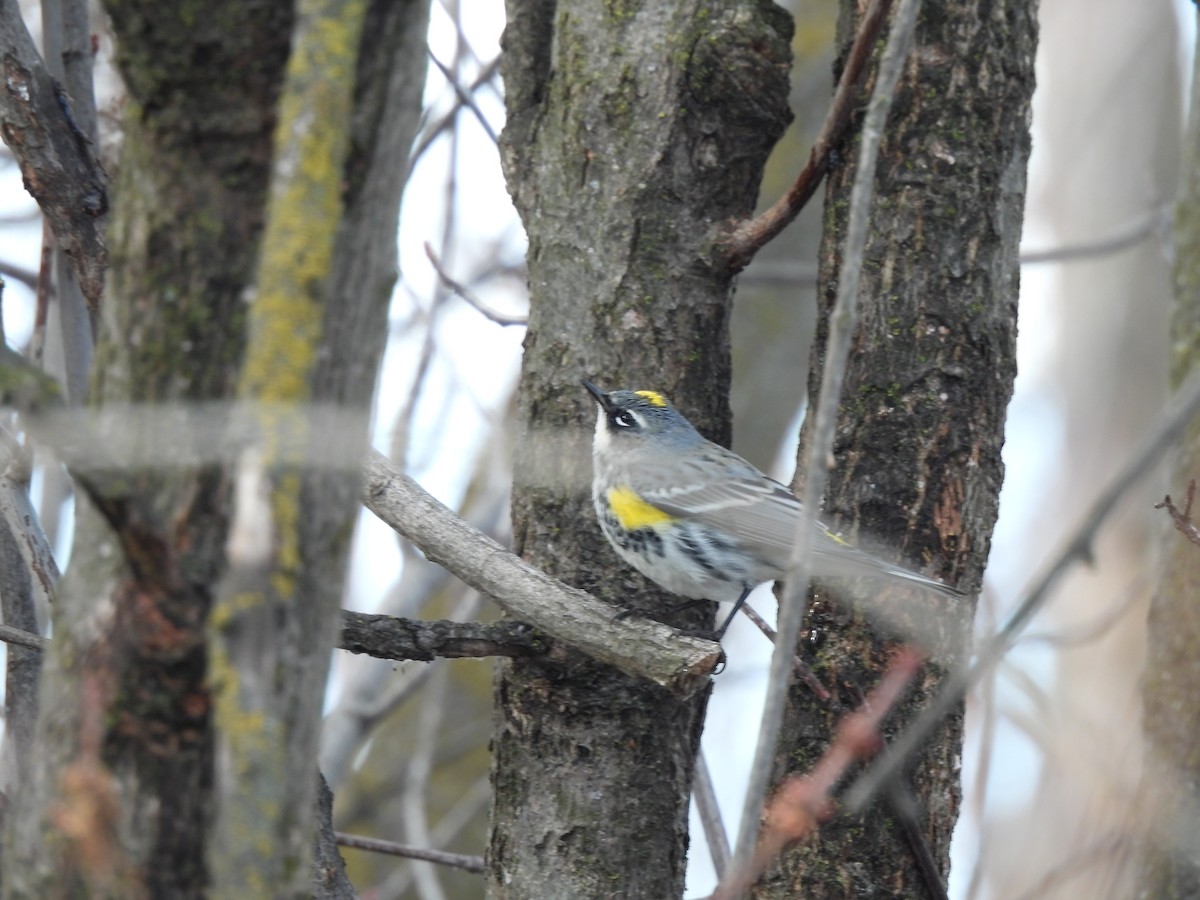 Yellow-rumped Warbler (Myrtle) - Mary Rumple