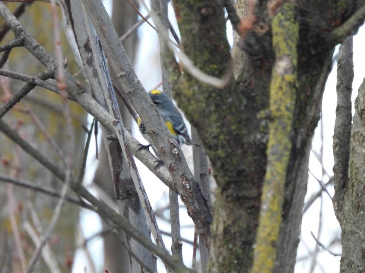 lesňáček žlutoskvrnný (ssp. coronata) - ML417612191