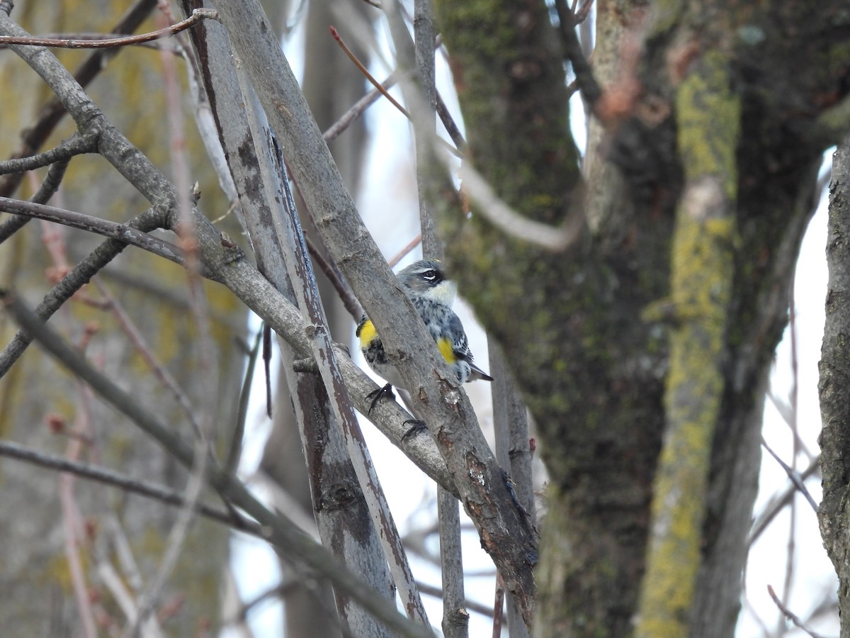 lesňáček žlutoskvrnný (ssp. coronata) - ML417612211