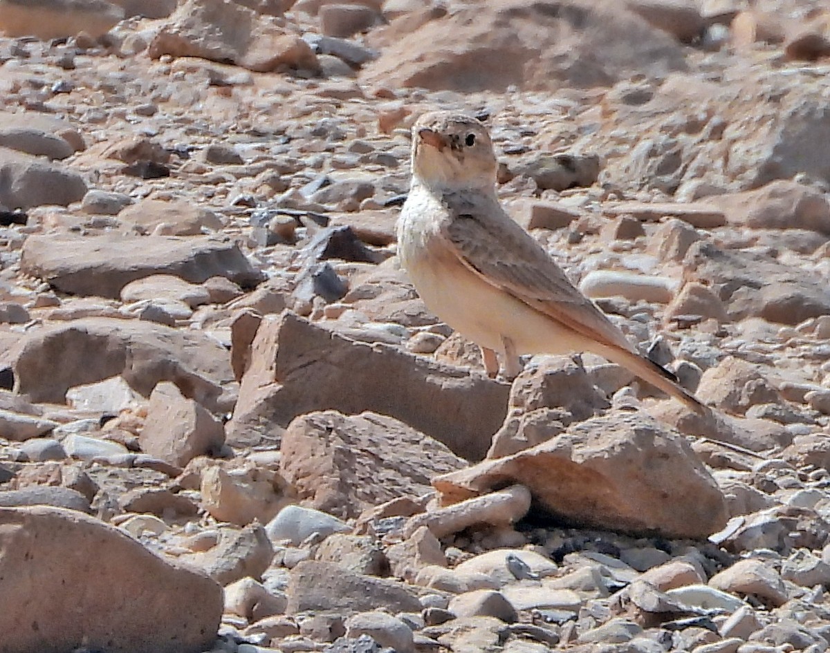 Bar-tailed Lark - ML417613321