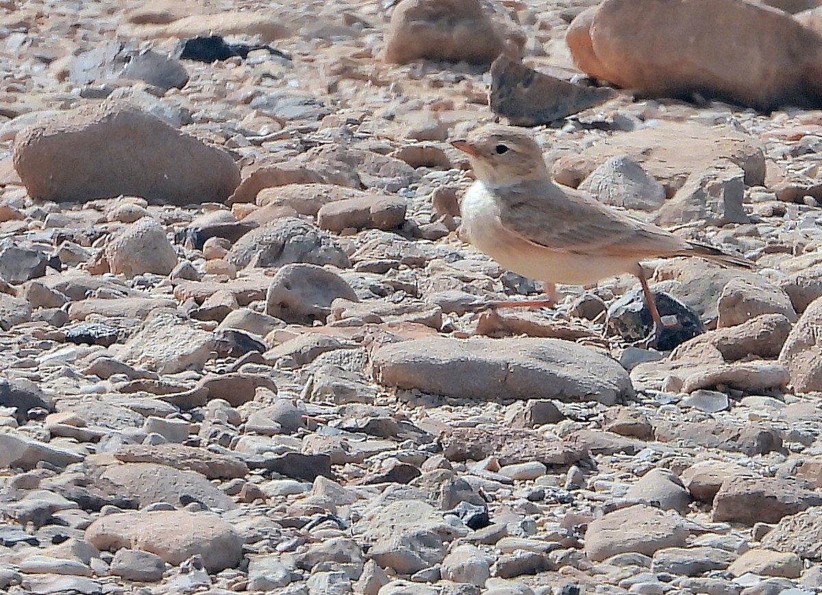 Bar-tailed Lark - ML417613341