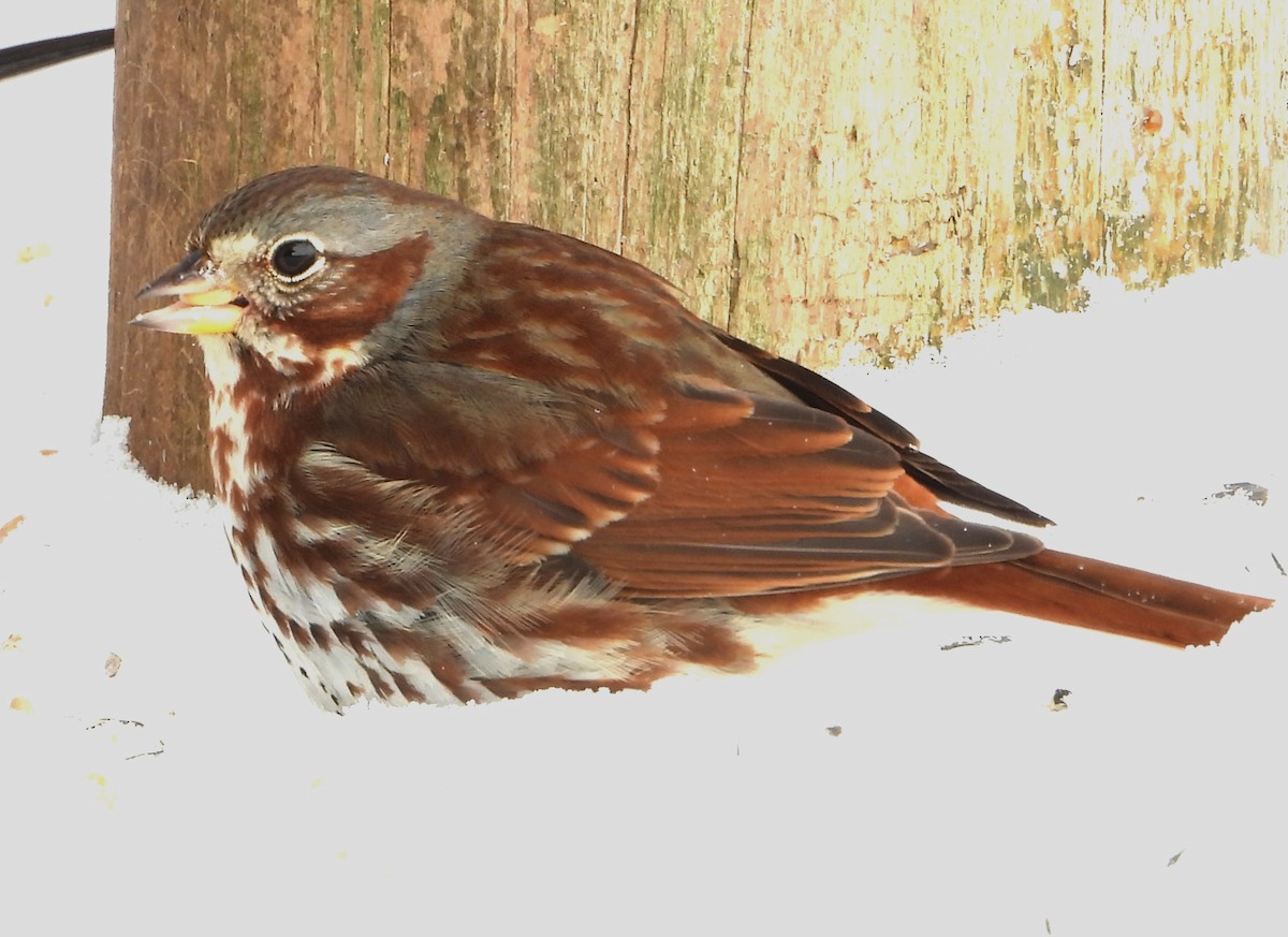 Fox Sparrow - ML417613761